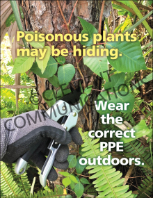 Outdoor Safety - Poisonous Plants - Poster
